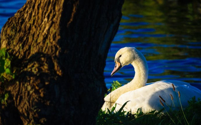 Розовый лебедь