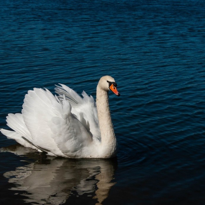 Врангель лебедь