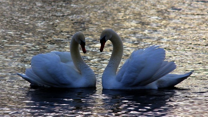 Изображение лебедя