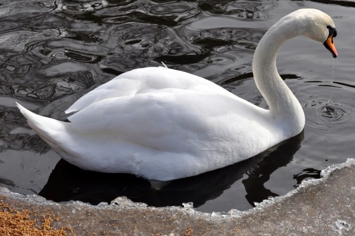 Лебеди на озере