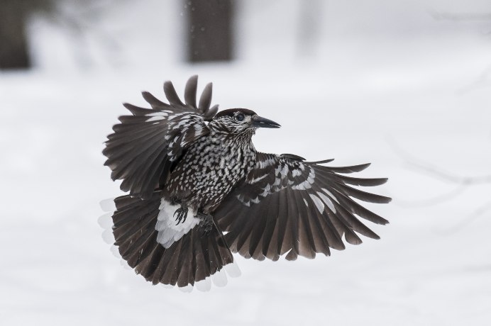 Кедровка птица в полете