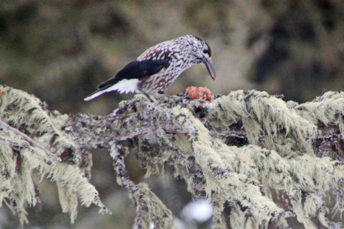 Кедровка отряд