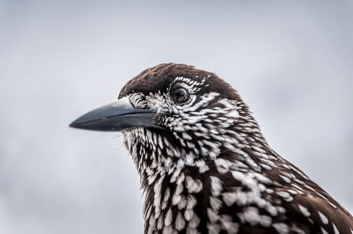 Кедровка голос