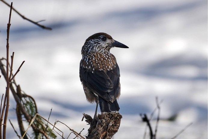Птицы тайги Кедровка