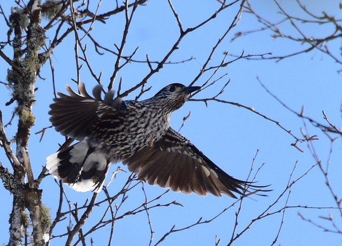 Почта Кедровка