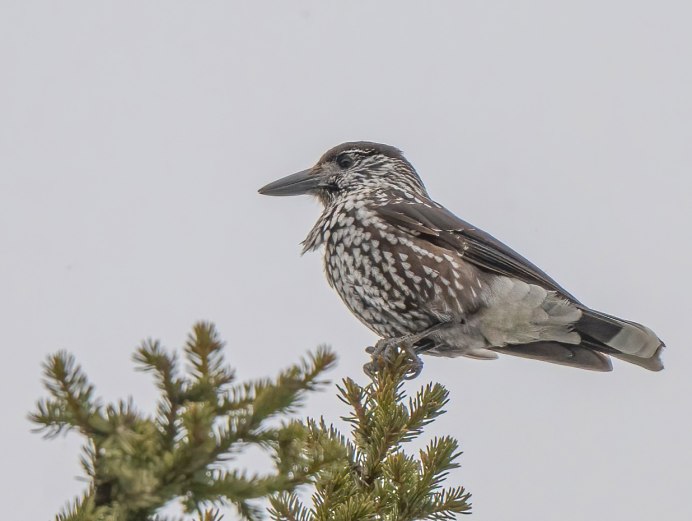 Кедровка распространение