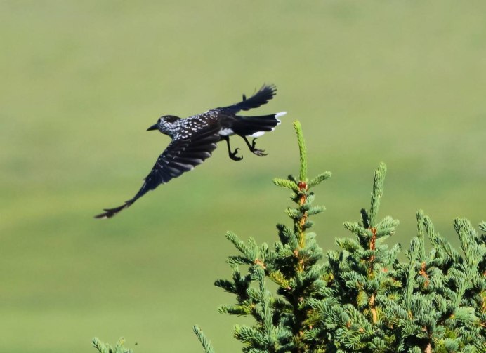 Кедровка птица костюм