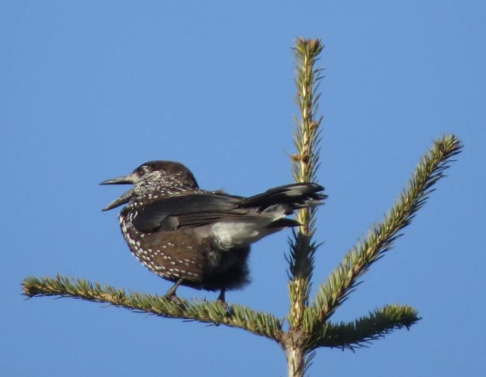 Кедровка живет в Новосибирской области?
