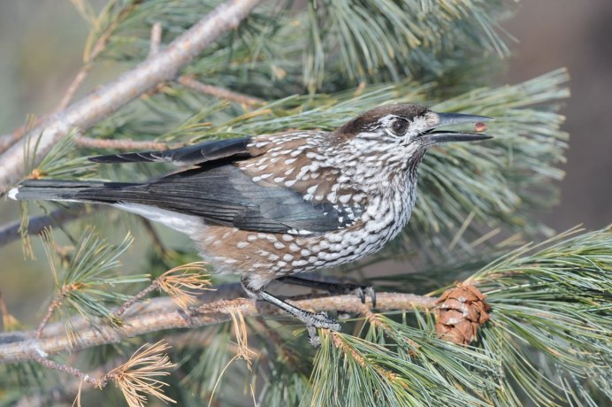 Птенец Кедровки