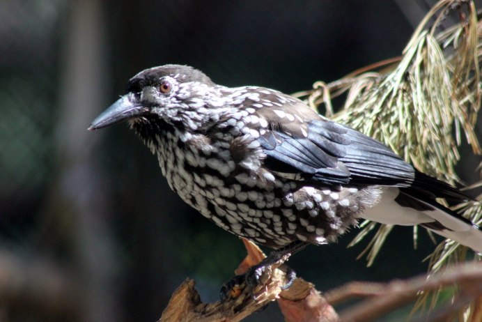 Европейская Кедровка