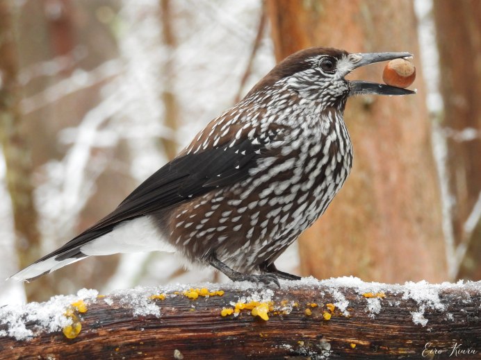Кедровка птица Байкальская
