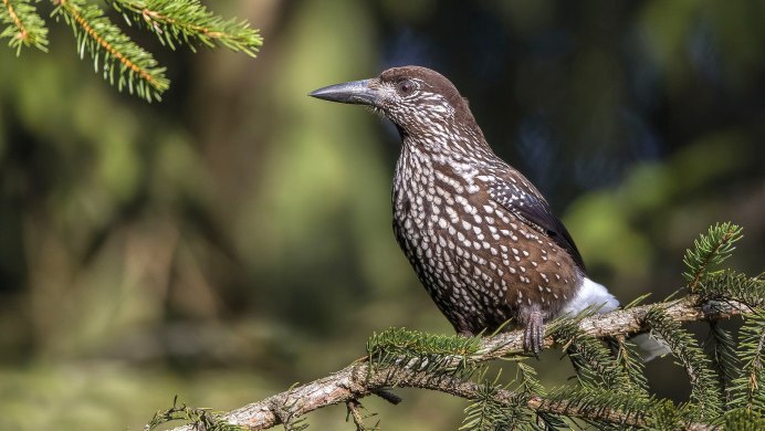 Кедровка Ореховка