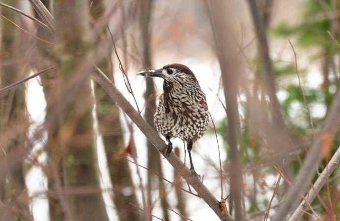 Маскарад синей птицы Кедровки
