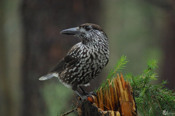 Скворец на белом фоне