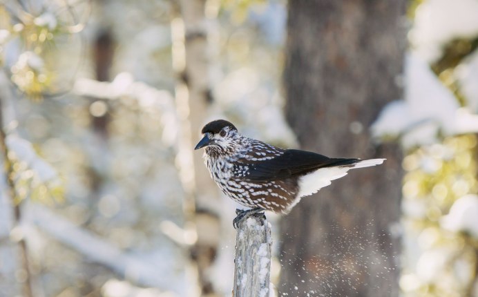 Пятнистый Щелкунчик птица