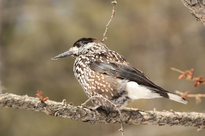 Кедровка в тайге России
