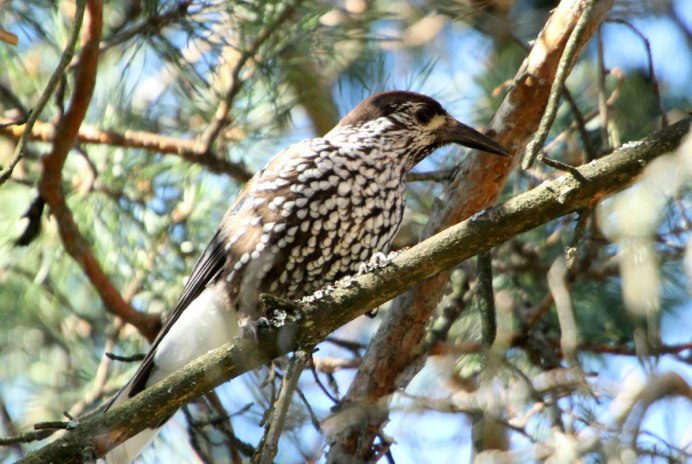 Зимующие птицы Кедровка