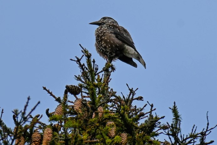 Кедровка обыкновенная