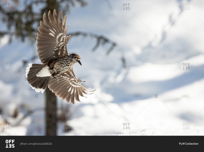 Кедровка птица полет