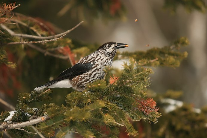 Кедровка черно белое