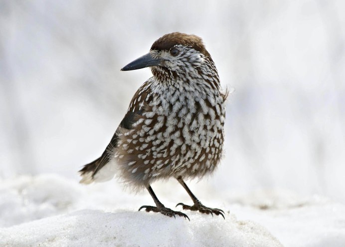 Сообщение о Кедровке