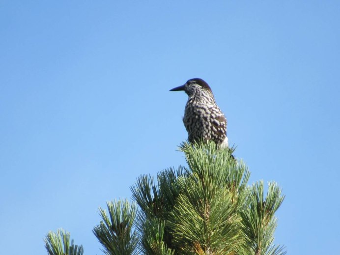 Камчатская Кедровка