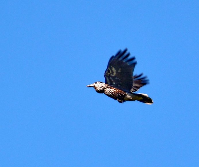 Птицы Сибири Иркутская область