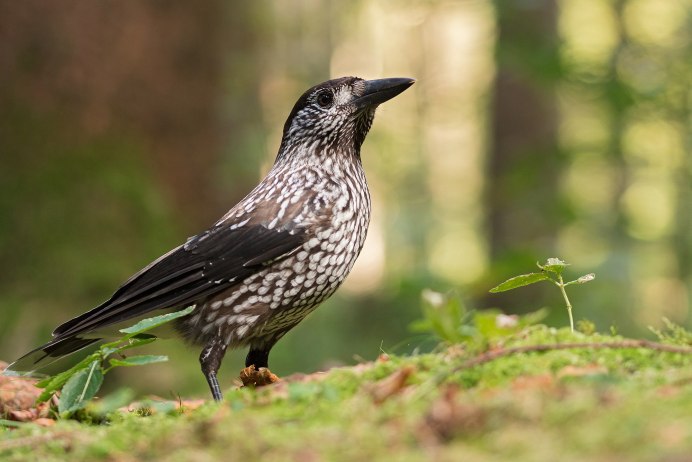 Кедровка фото видео 2021 год