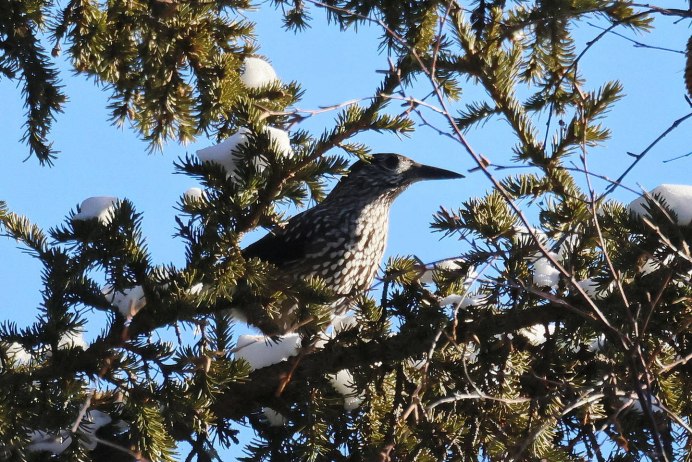 Сойка Кедровка