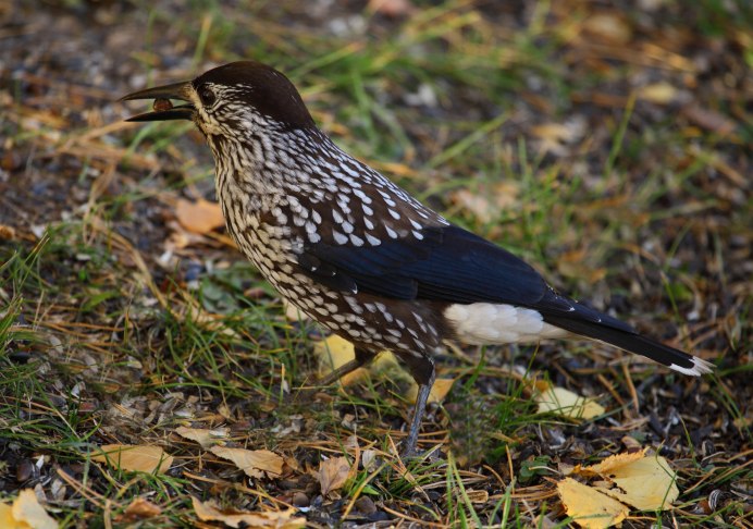 Птица Лесовод