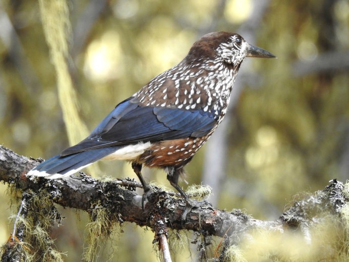 Кедровка ореол обетания