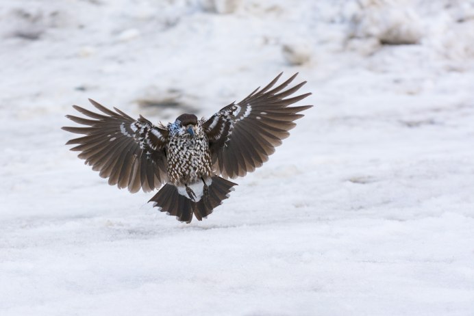 Кедровка птица на белом фоне