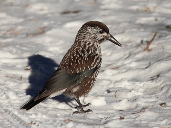 Кедровка птица Байкальская