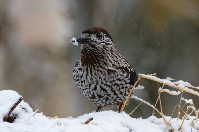 Кедровка из тайги