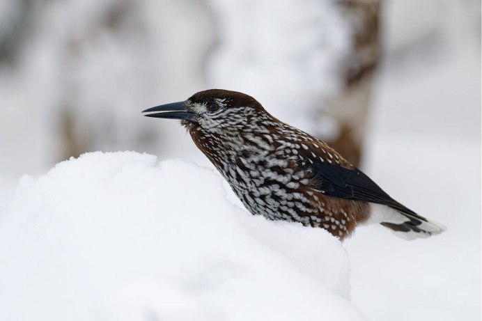 Североамериканская Ореховка