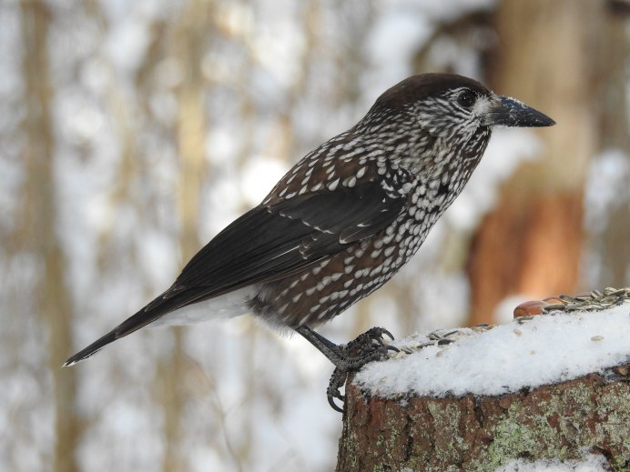 Кедровка Приморский край