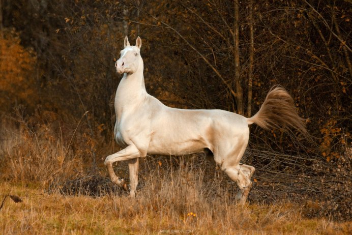 Алхетинская лошадь