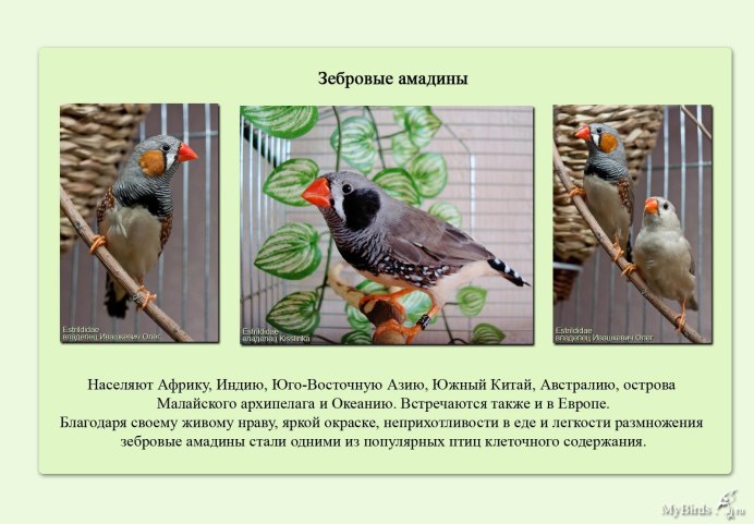 Масковая амадина