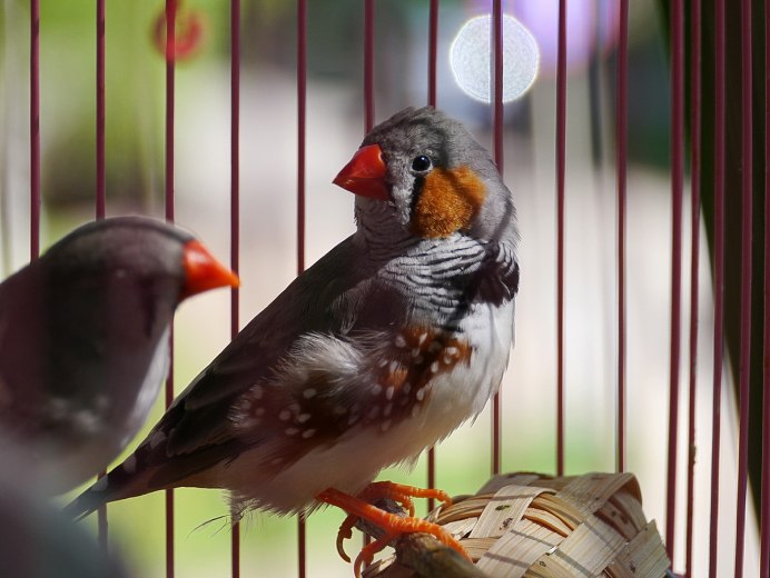 Gouldian Finch птенец