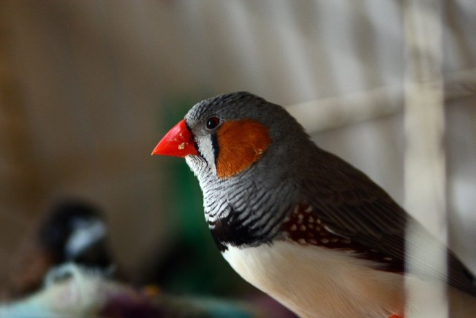 Erythrura gouldiae