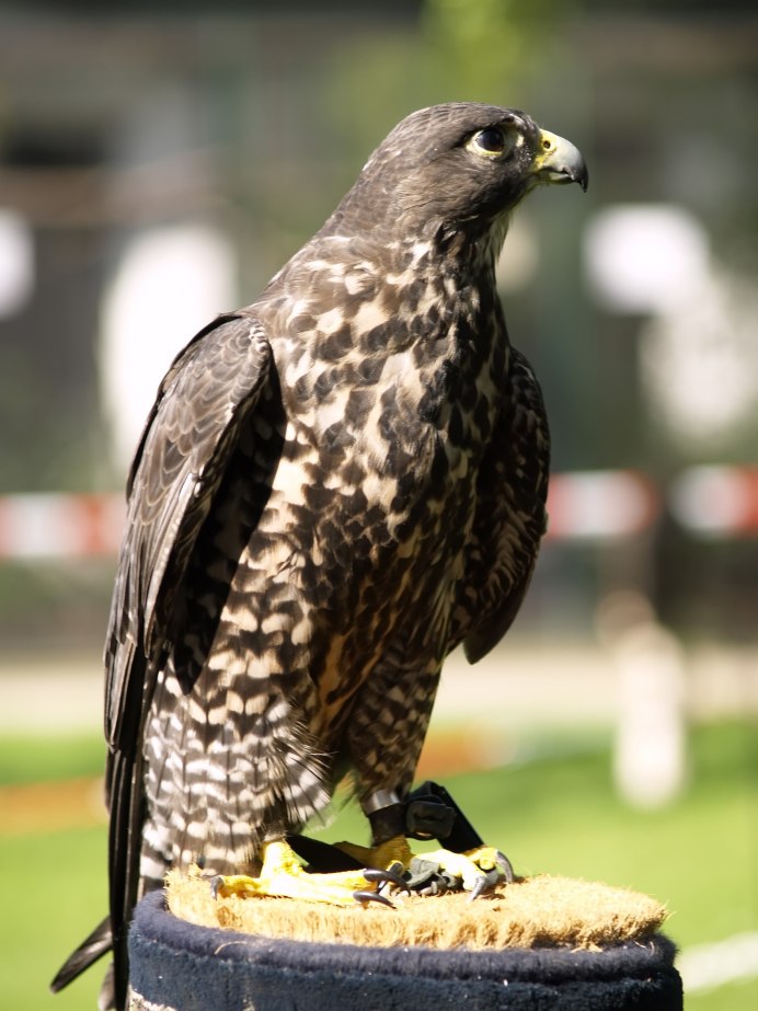 Чёрный хохлатый орёл (Spizaetus Tyrannus)