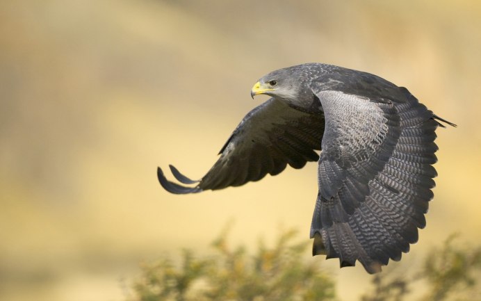 Black Falcon