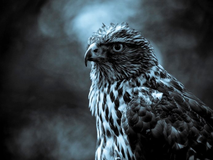 Falco subniger — чёрный Сокол