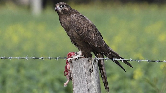 Falco subniger — чёрный Сокол