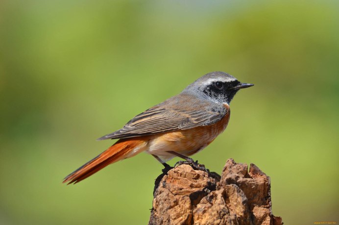 Сибирская горихвостка - Phoenicurus auroreus