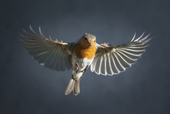 Сибирская горихвостка (Phoenicurus auroreus). Весна