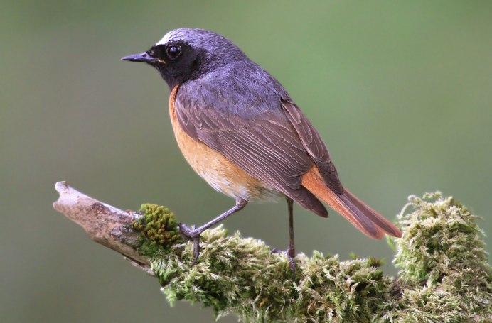 Обыкновенная горихвостка (Phoenicurus Phoenicurus)