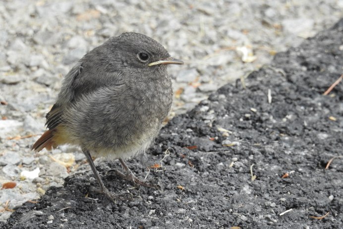 Gray Catbird птица