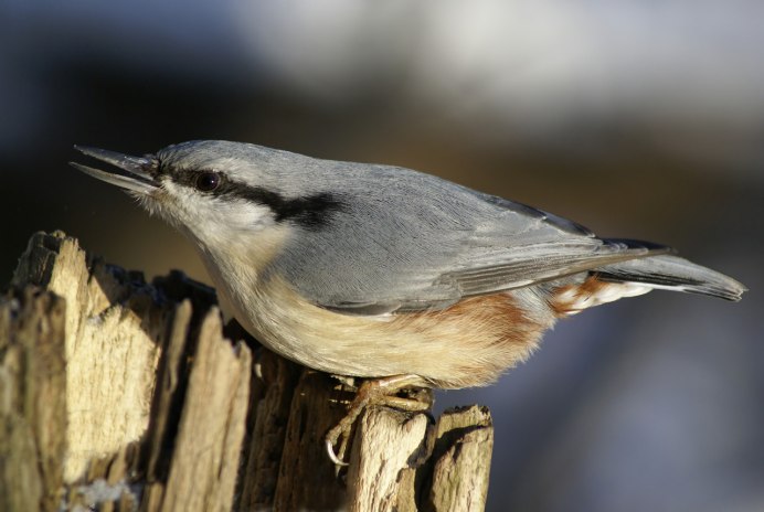 Обыкновенная горихвостка (Phoenicurus Phoenicurus)
