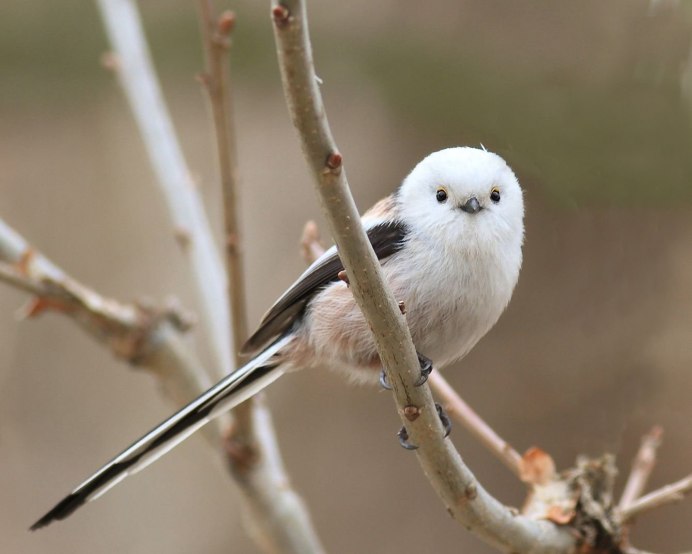 Gray Catbird птица